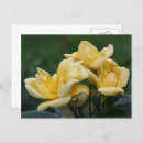 Search for flower postcards Rose