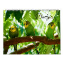 Search for budgie bird Parakeet lover