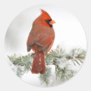 Search for cedar stickers Bird