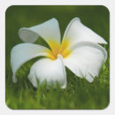 Search for frangipani stickers White
