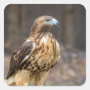 Search for tail feathers stickers Nature