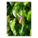 Search for orange brown photography Butterfly