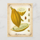 Search for cacao postcards Vintage