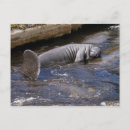 Search for florida manatee postcards Manatees
