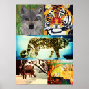 Search for tiger woods posters Tigers
