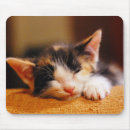 Search for eyes closed mousepads Kitten