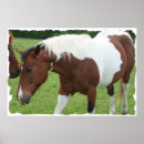 Search for pinto posters Farm