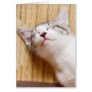 Search for sleeping kitten High angle view