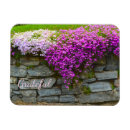 Search for phlox magnets Pink