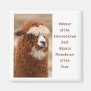 Search for alpaca magnets Animal