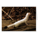 Search for ermine Animal
