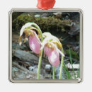 Search for ladyslipper Orchid