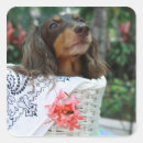 Search for sit stickers Dog