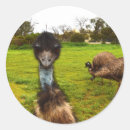 Search for emus stickers Wildlife