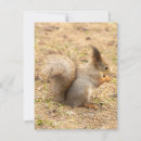 Search for nut with squirrel invitations Squirrels