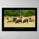 Search for ranchers posters Livestock