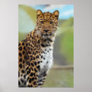 Search for cheetahs posters For her