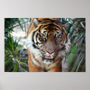 Search for stalking art Lion