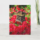 Search for japanese lantern cards Garden