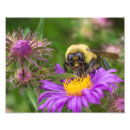 Search for pollinator posters Botanical