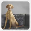 Search for sofa stickers Looking at camera