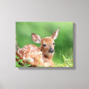 Search for fawn canvas prints Wildlife