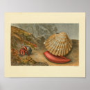 Search for hermit art Crab