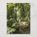 Search for plant trees postcards Environment