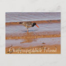 Search for bird postcards Picture