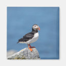 Search for seabird magnets Animal