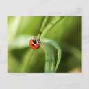 Search for spots postcards Nature