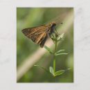 Search for moths postcards Leaf