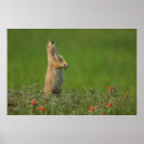 Search for large dog posters Flower