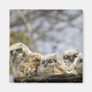 Search for chick square magnets Humour