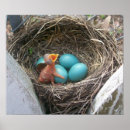 Search for robin nursery decor Nest