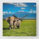 Search for africa clocks Maasai mara national reserve