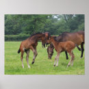 Search for sporting breed posters Foals