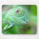Search for lizard mousepads Reptile