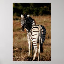 Search for zebra art Original