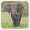 Search for mammals stickers Nature