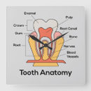 Search for anatomy clocks Health