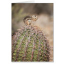 Search for desert squirrel Ammospermophilus harrisii