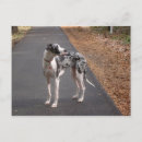 Search for great dane postcards Dog