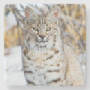 Search for lynx coasters Carnivore