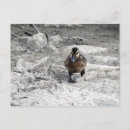Search for duckling postcards Anas platyrhynchos
