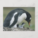 Search for falkland postcards Animal