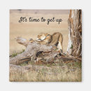Search for lioness magnets Kenya