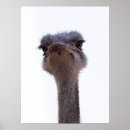 Search for ostriches posters Funny