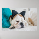 Search for dog sleeping posters Pets