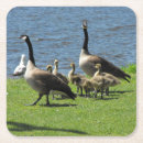 Search for canada coasters Water